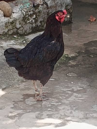 assel hen
