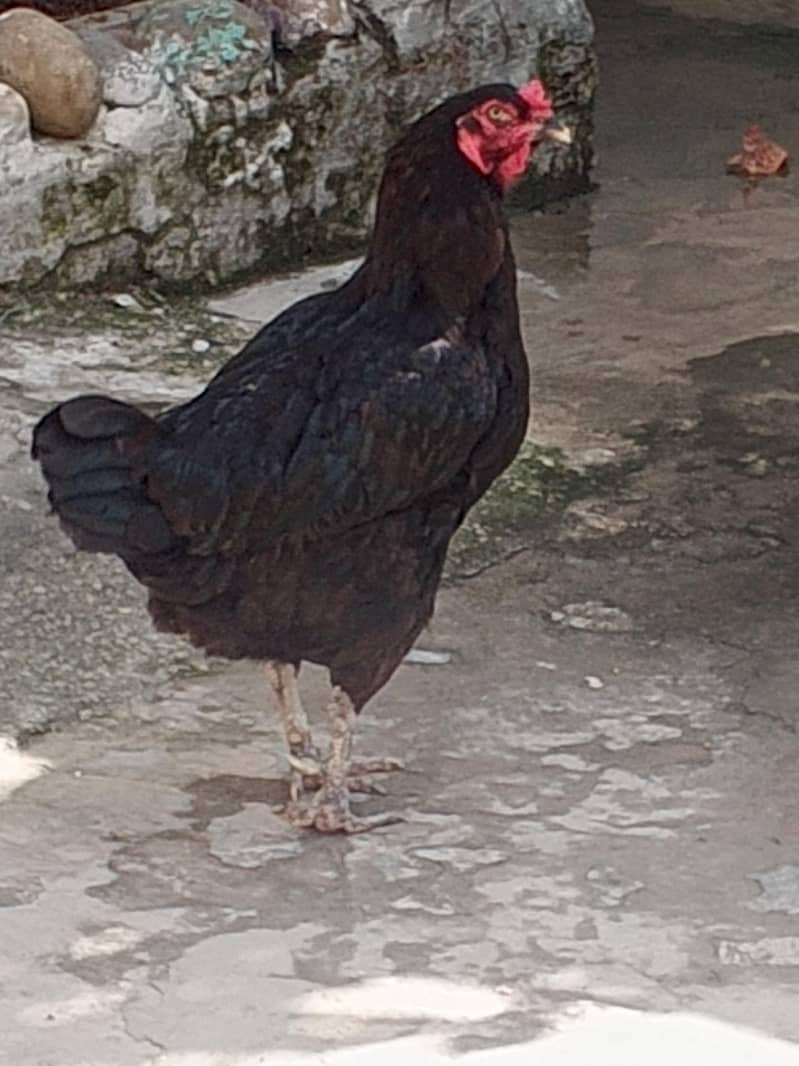 assel hen 0