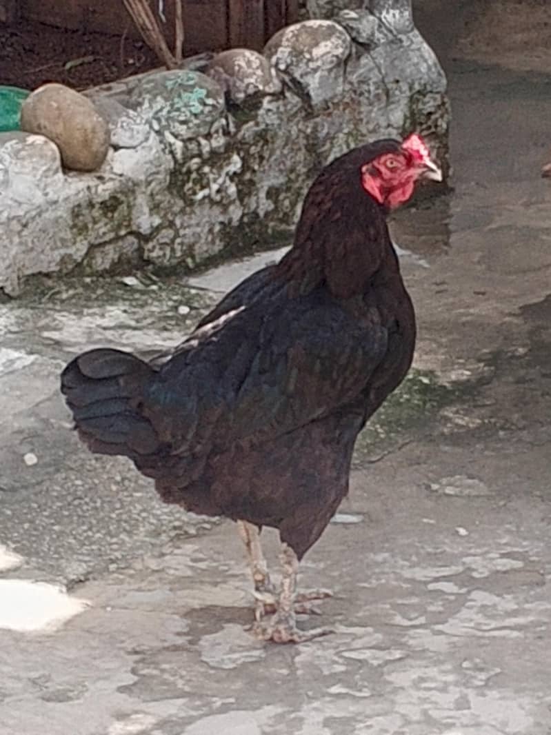 assel hen 1