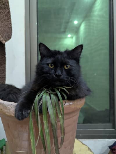 Persian cat for adoption