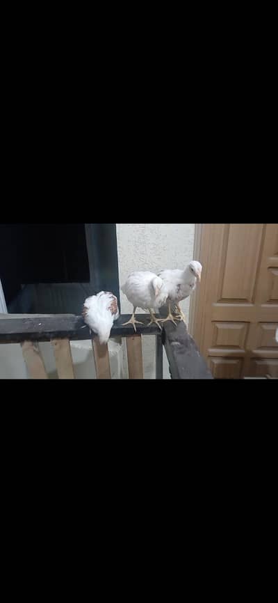 Yokohama Red Saddle Chicks For Sale