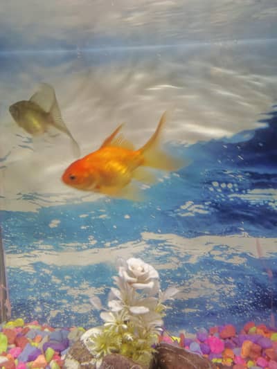 Aquarium for sale