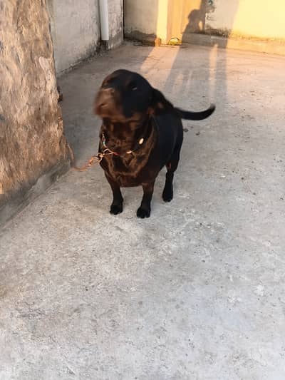 Top quality breeding pair of labradors for sale
