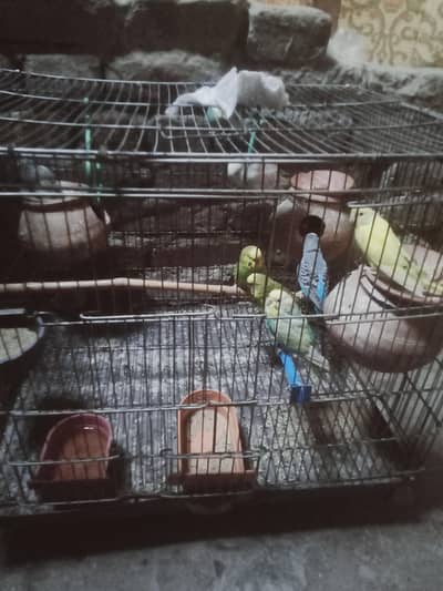 5 pair hen pinjra b Sath duga