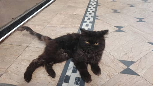 A persian cat for sale