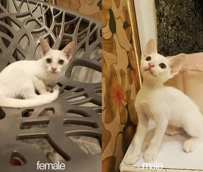 Kitten for Adoption