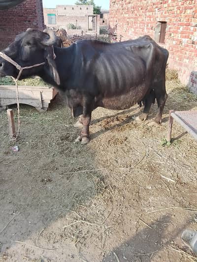 Buffalo for sale