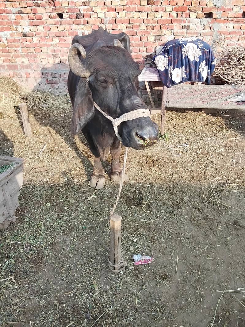 Buffalo for sale - Buffalos - 1120882797