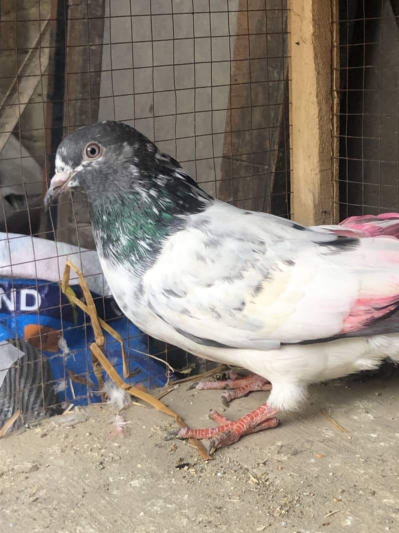 6 kabutar for sale sab bohat achy hy - Pigeons - 1120882856