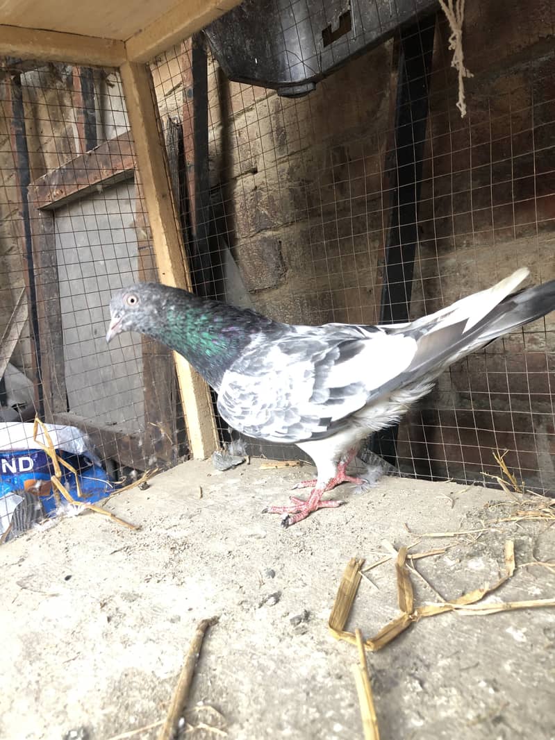 6 kabutar for sale sab bohat achy hy - Pigeons - 1120882856