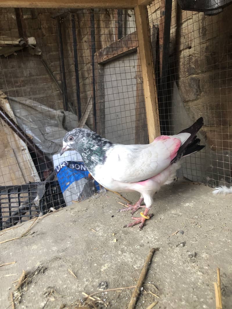 6 kabutar for sale sab bohat achy hy - Pigeons - 1120882856