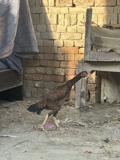 shamo female for sale. in reasonable price need cash reason for sellin