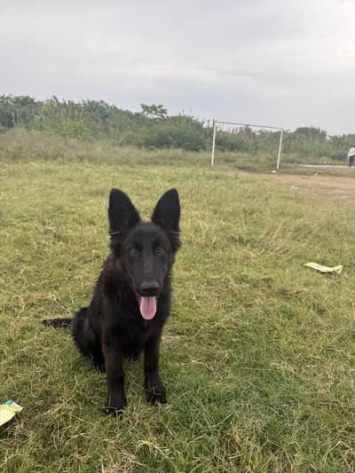 Black german shepherd