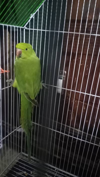 loving male patha for sale