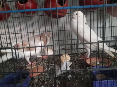 pigeon