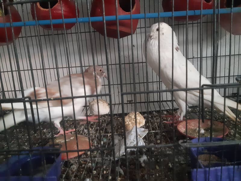 pigeon 0