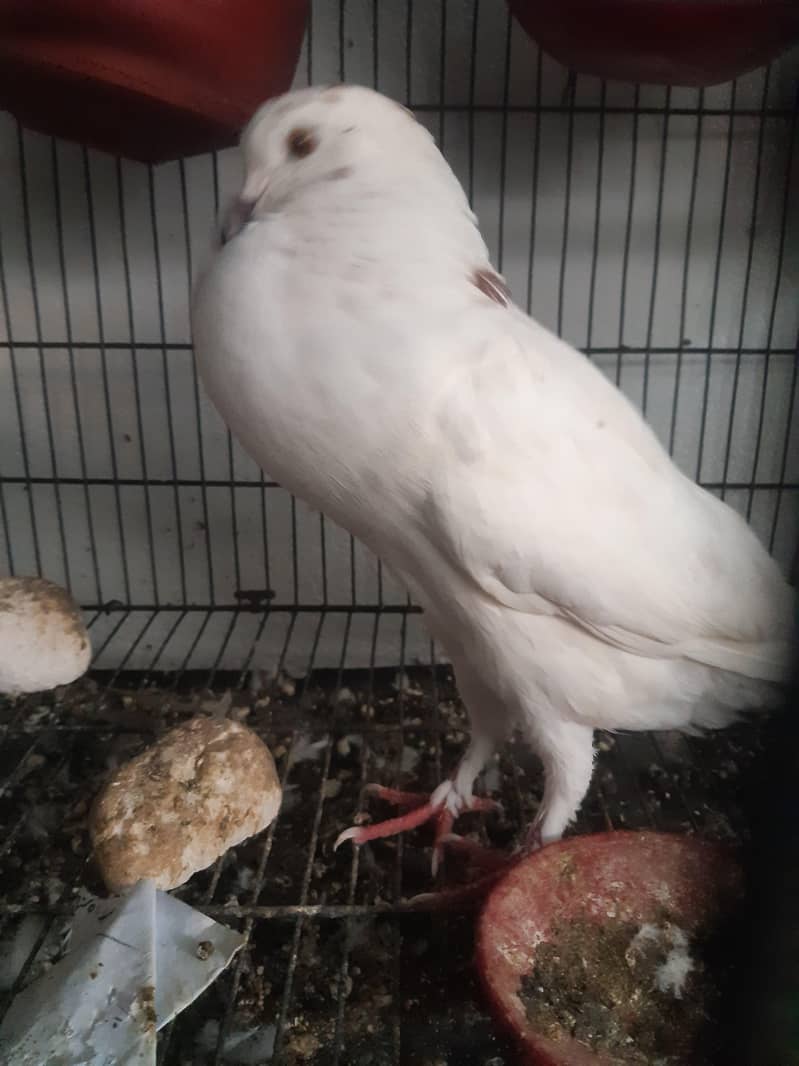 pigeon 1