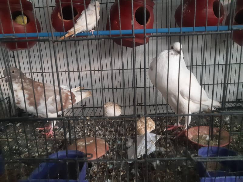 pigeon 2