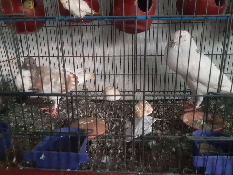 pigeon 3