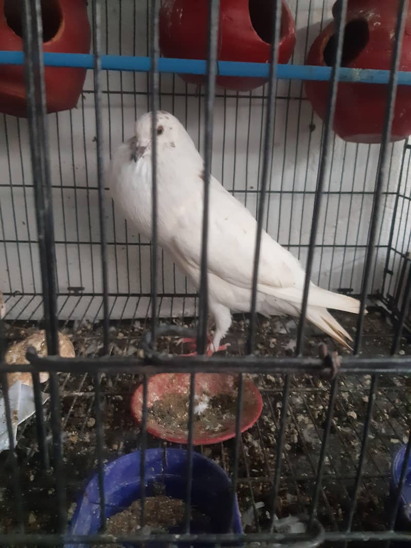 pigeon 4