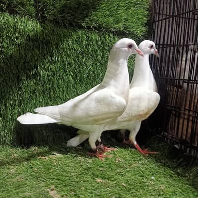 White Qasad young pair For sale