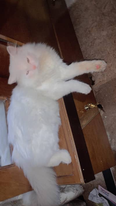 Persian Doll face cat.