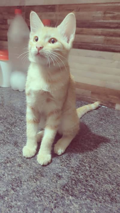 Beautiful desi orange kitten _active and easily attached with all