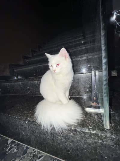 Persian cat