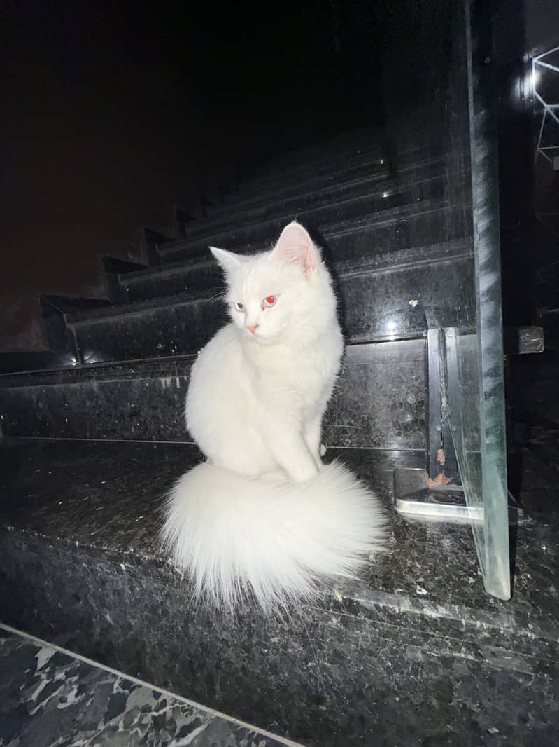 Persian cat 0