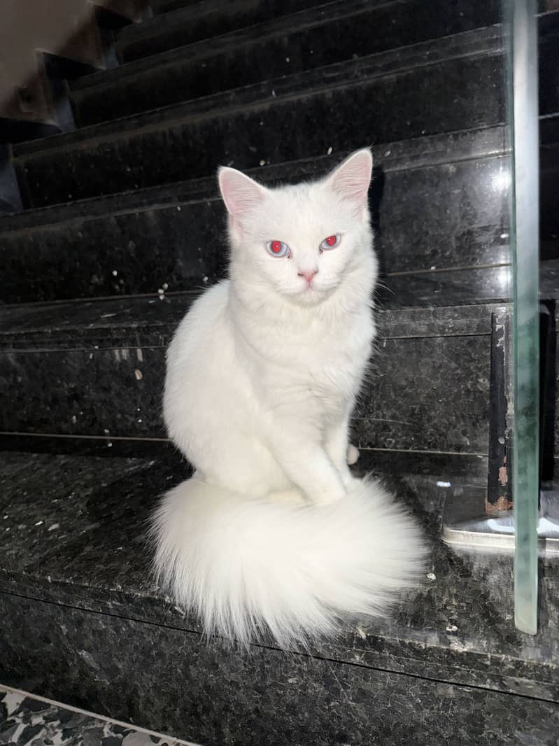 Persian cat 1