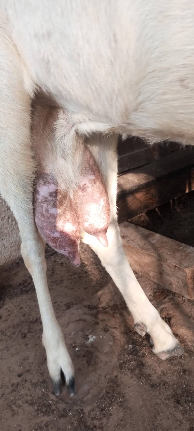 jatan bakri 6