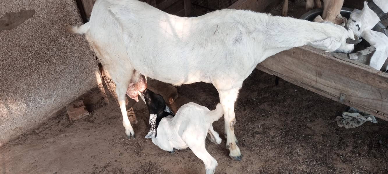 jatan bakri 8