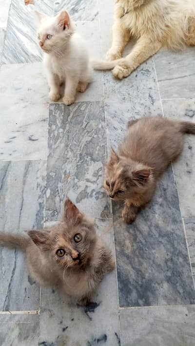 Persian kittens