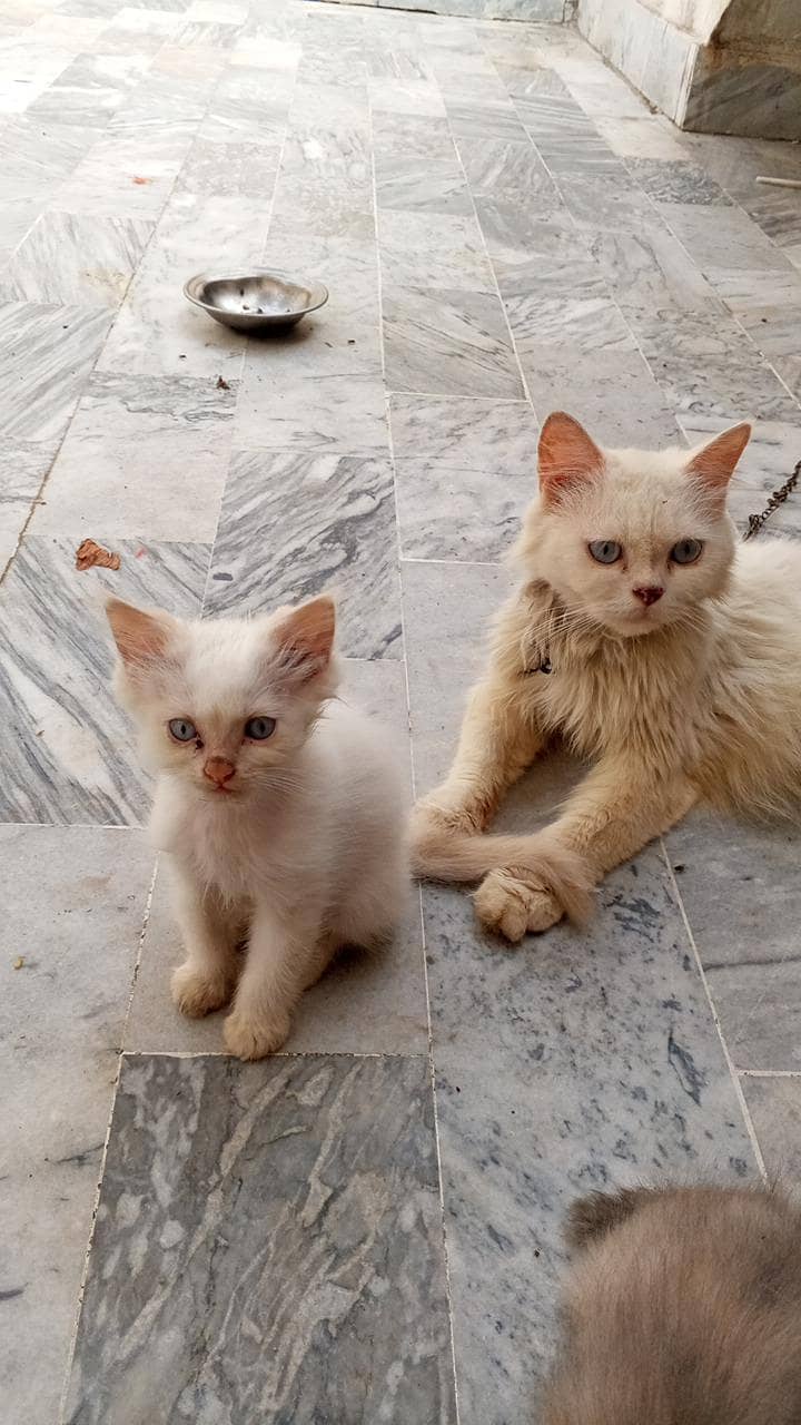 Persian kittens 1