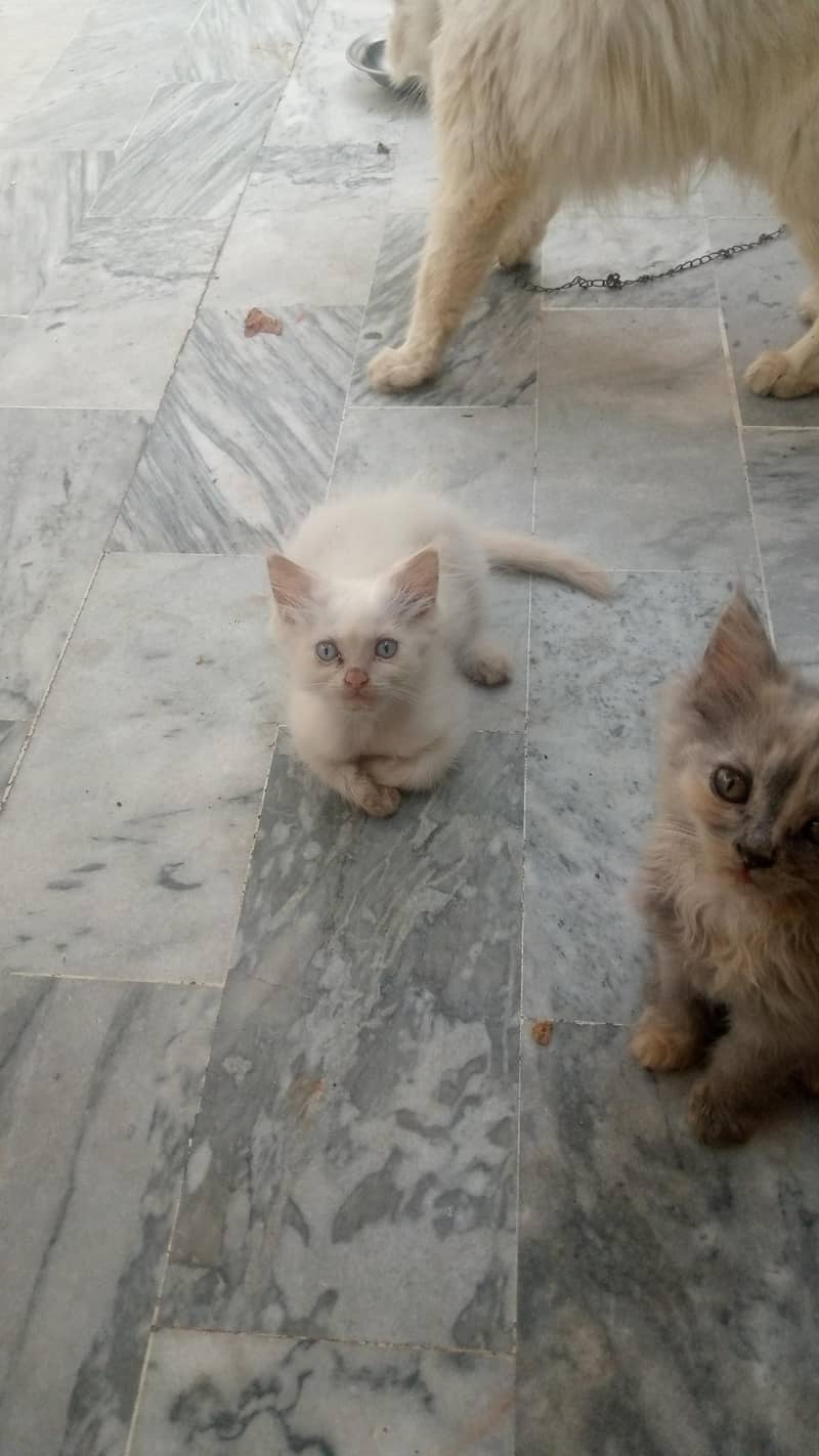Persian kittens 2
