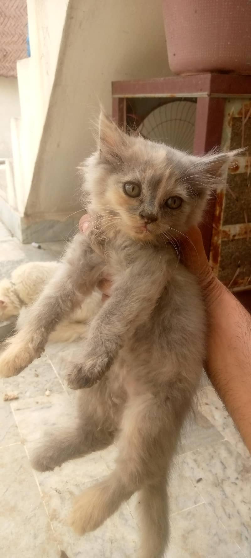 Persian kittens 3