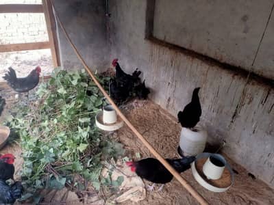 Black Australorp