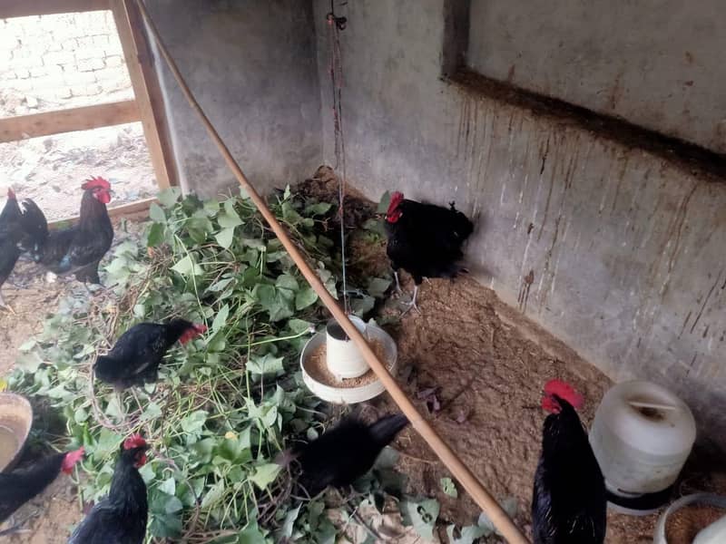 Black Australorp 1