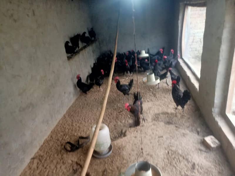Black Australorp 2