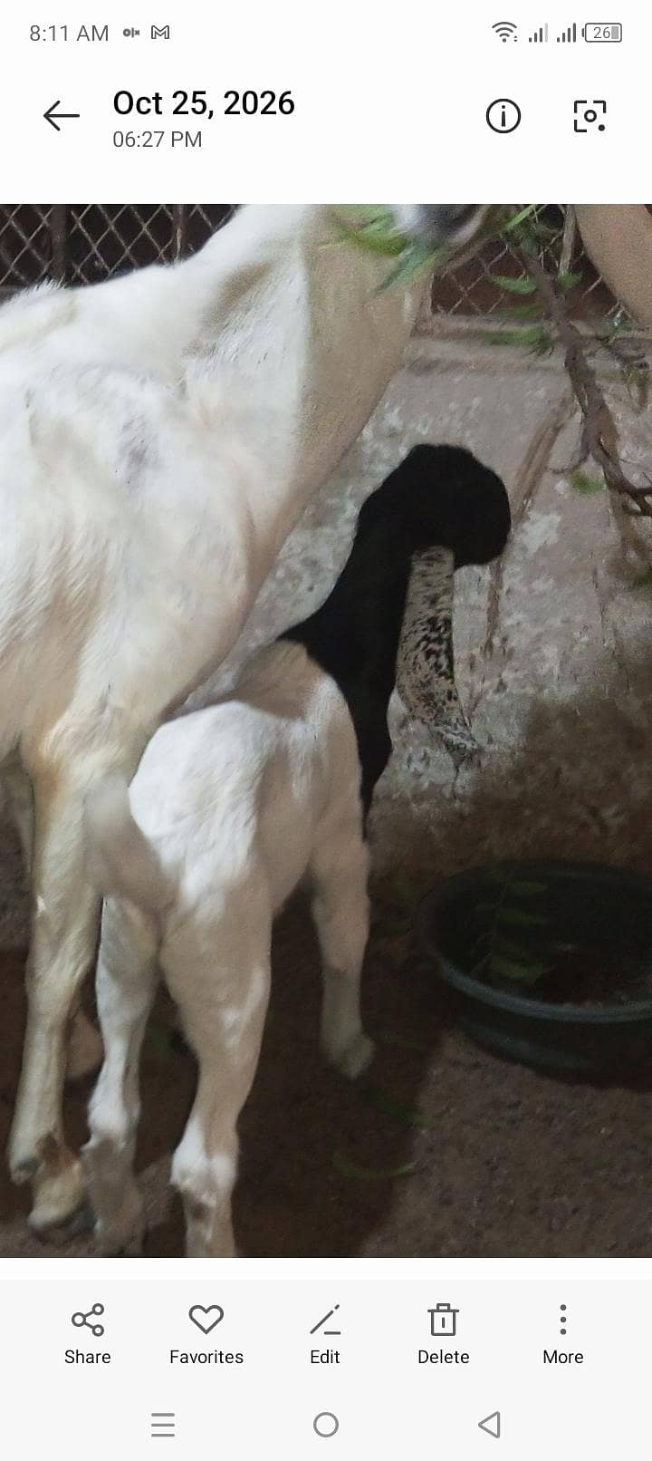 jatan bakri 9