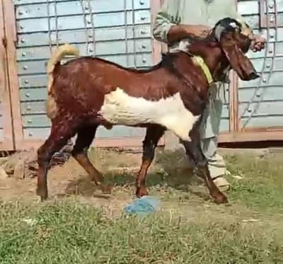 Bakra For sale