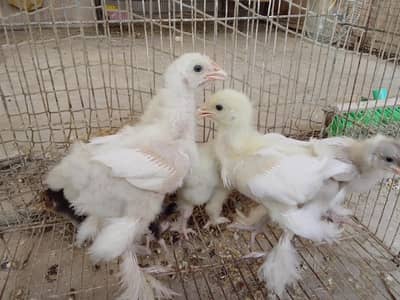 white heavy buff Cochin chick
