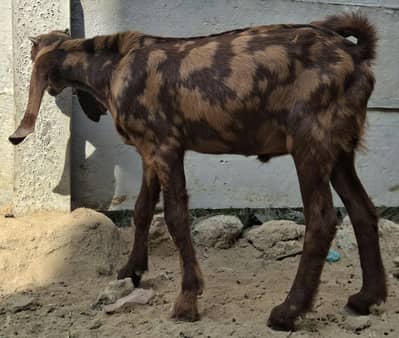 kamori or teddy jori for sale
