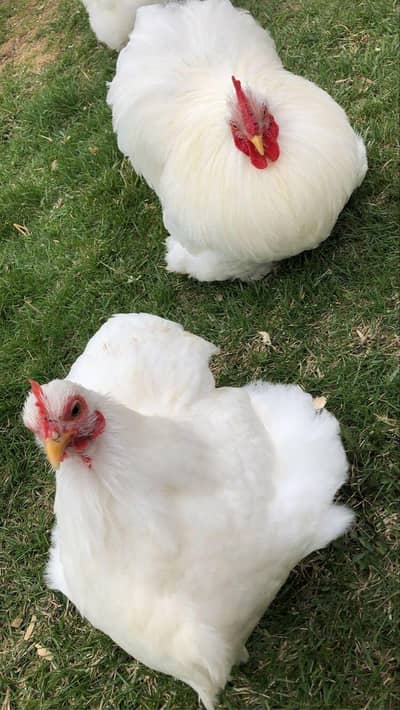 white cochin bantam pair