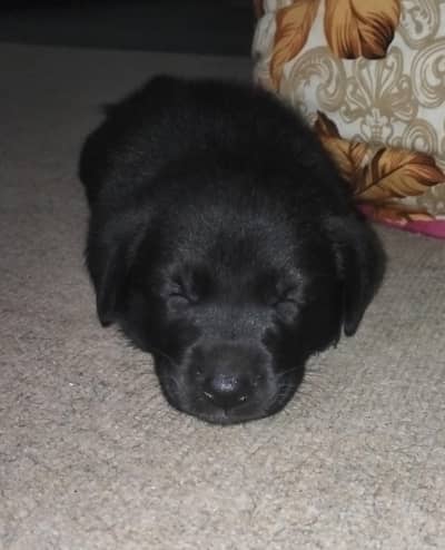 Black Labrador