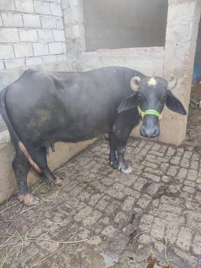 black baffaalluu