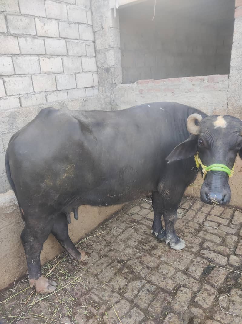 black baffaalluu 1