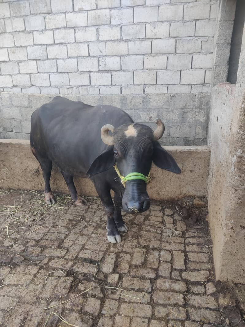black baffaalluu 3
