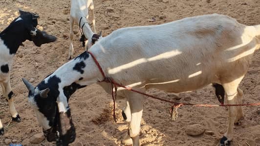 7 bakra bakria ha