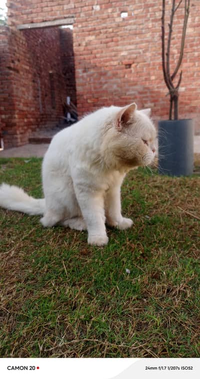cat sell